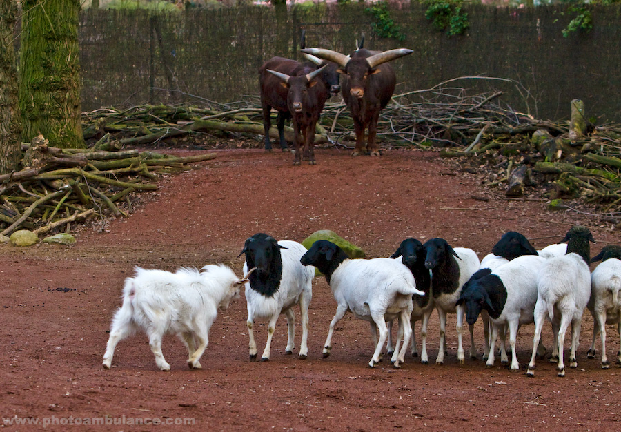 Allein gegen den Rest der Welt