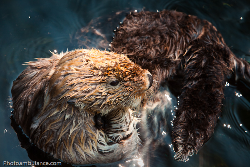 Sea Otter and Philosophy