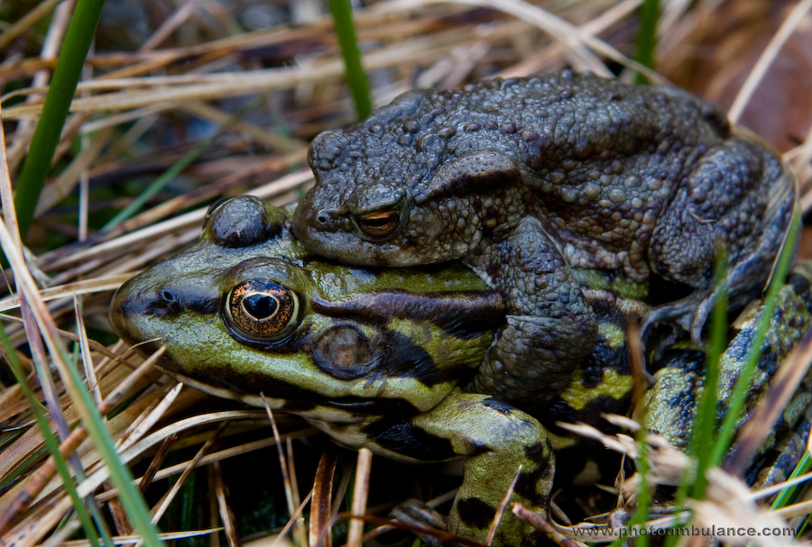 Going for Darwin Award