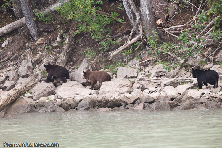 Canadian Chocolate Blends