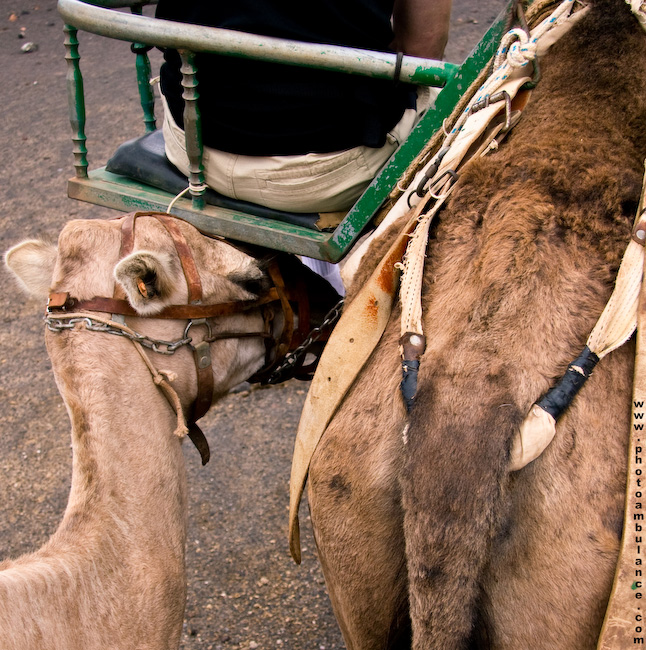 Zum Kuckuck mit dem Job!